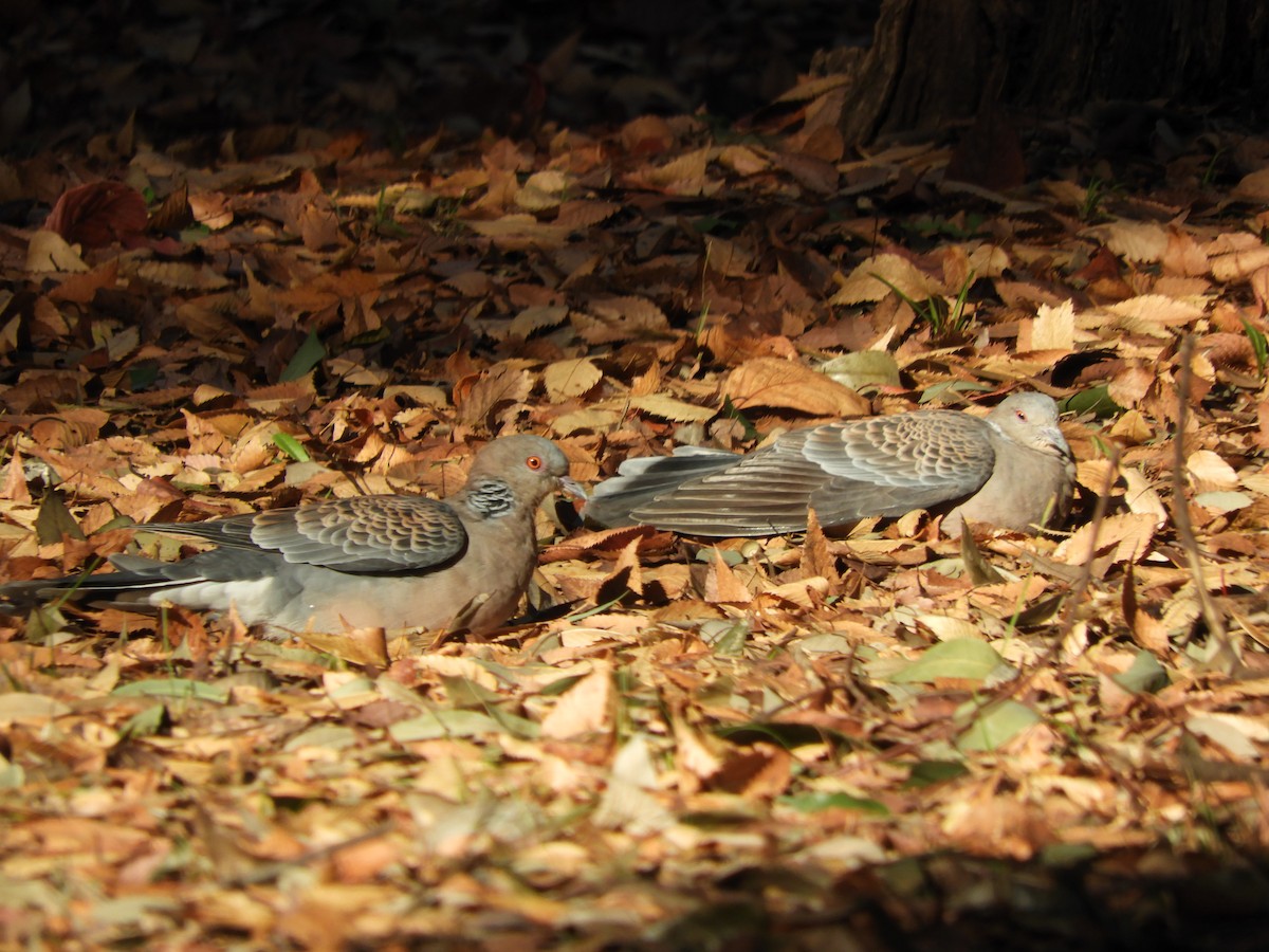 Горлиця велика - ML645831812
