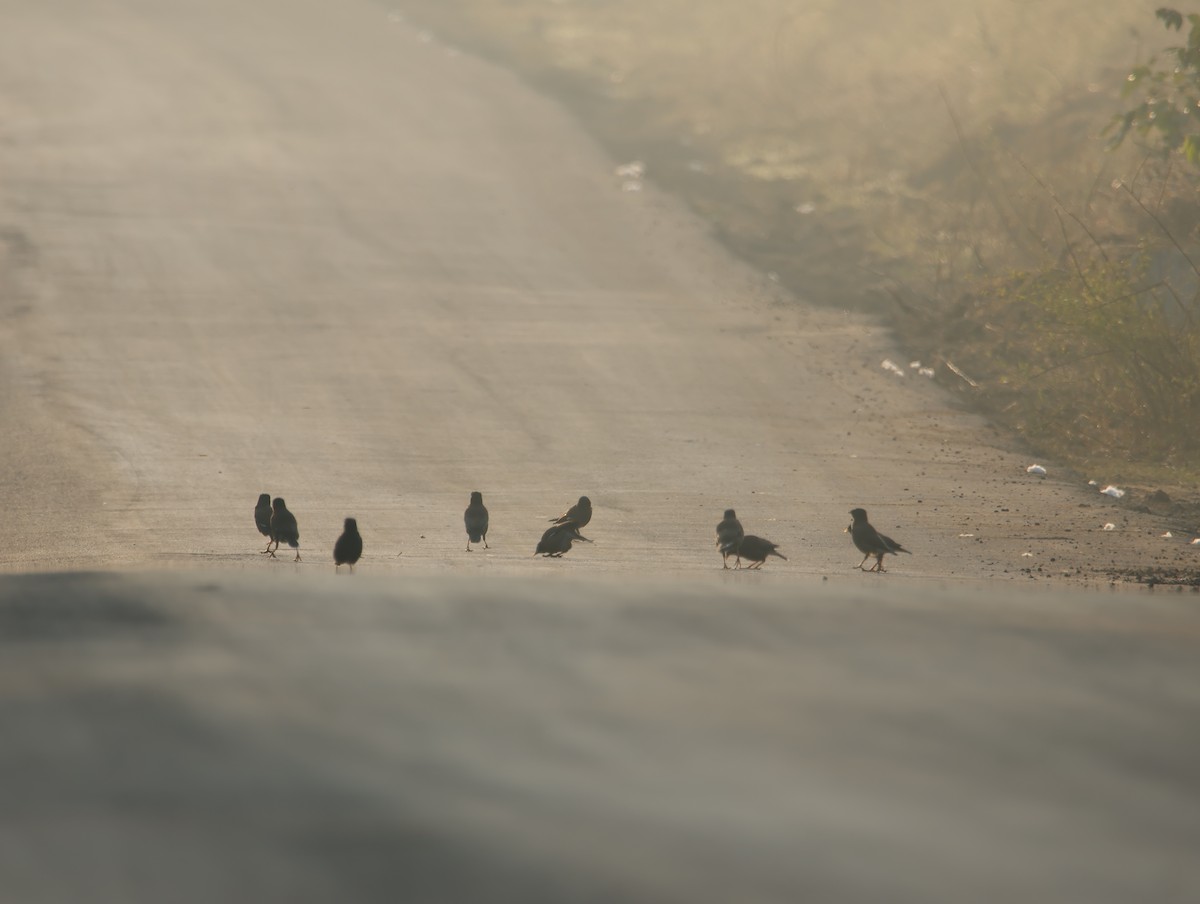 Майна індійська - ML645831813