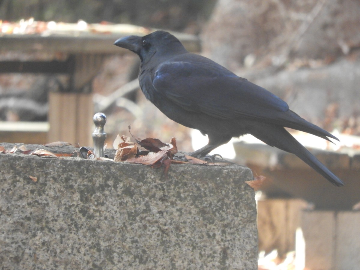 Ворона великодзьоба - ML645831815