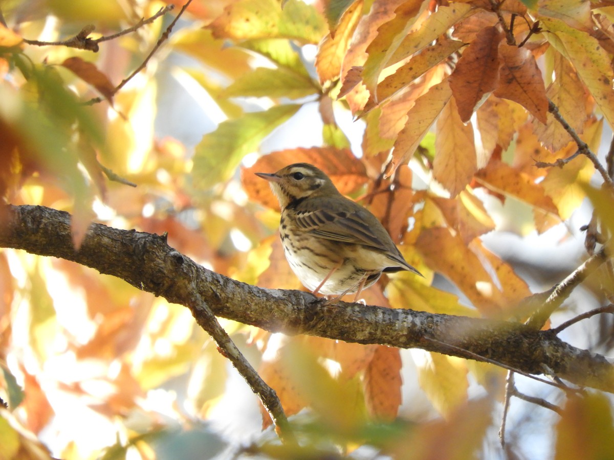 Щеврик оливковий - ML645831817