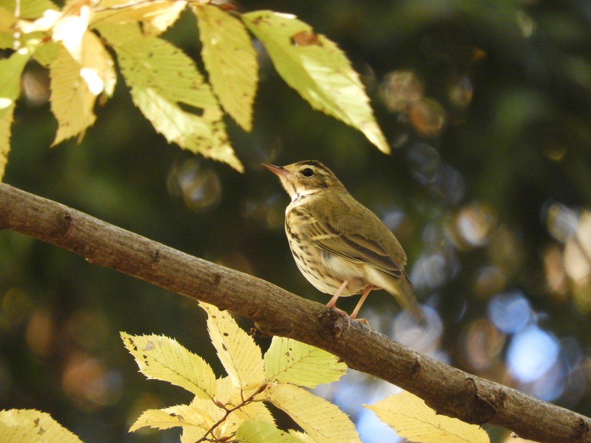Щеврик оливковий - ML645831818