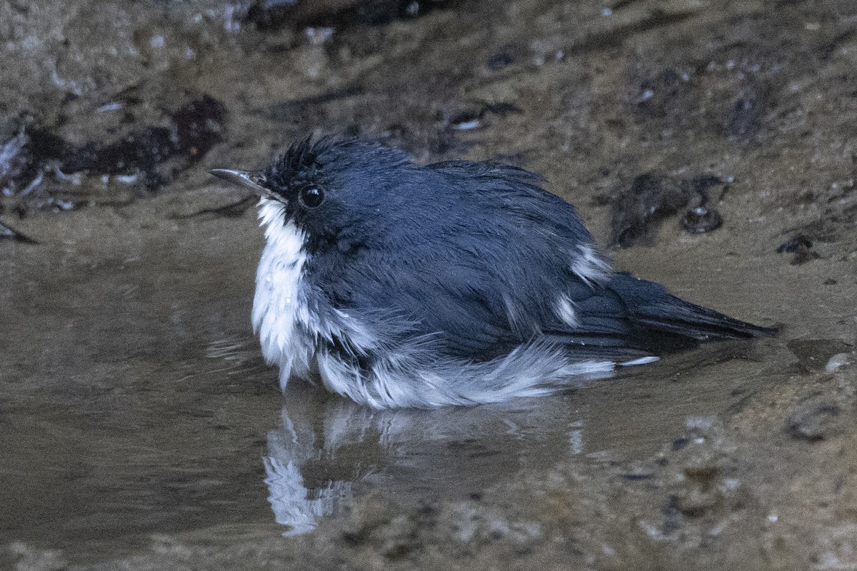 コルリ - ML645831819