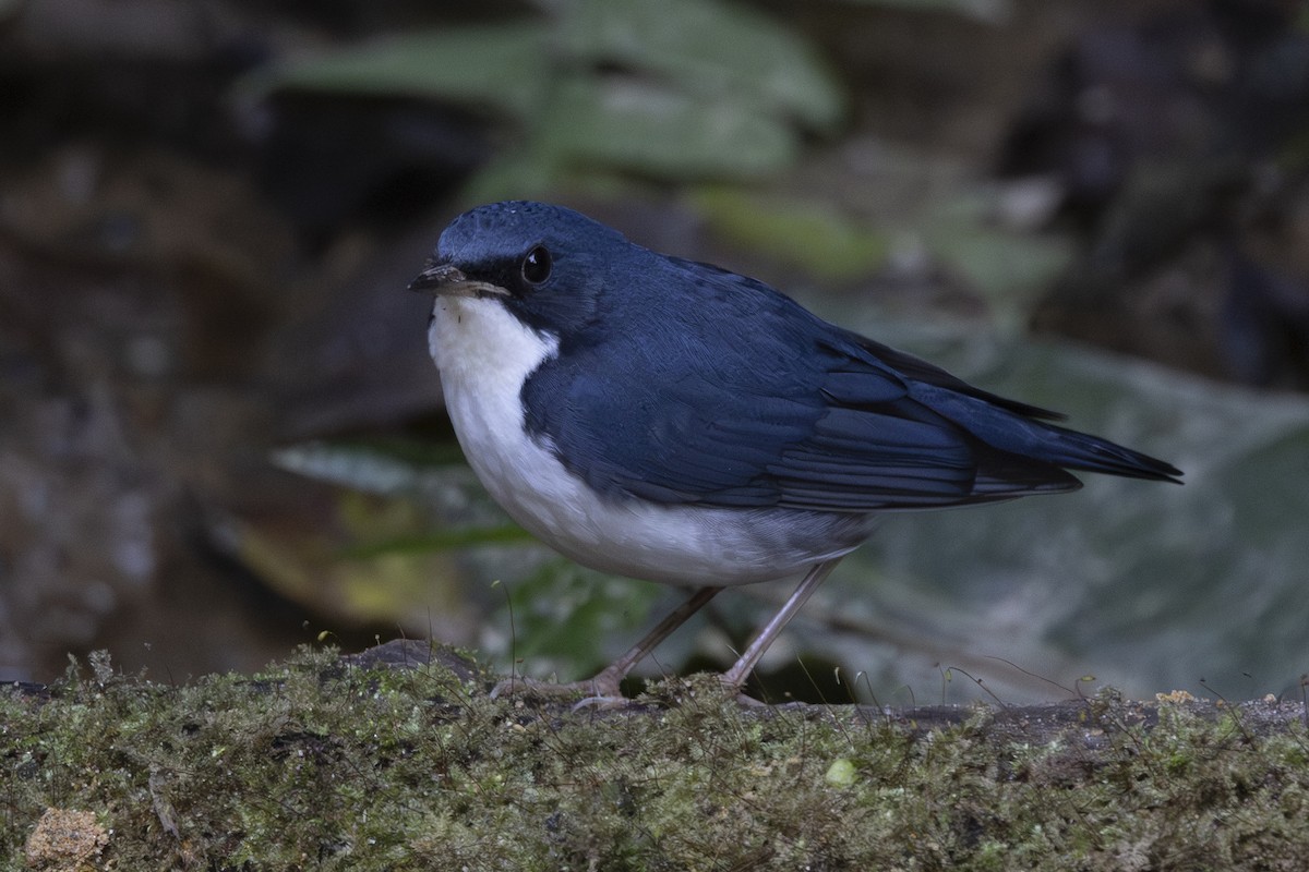 コルリ - ML645831820