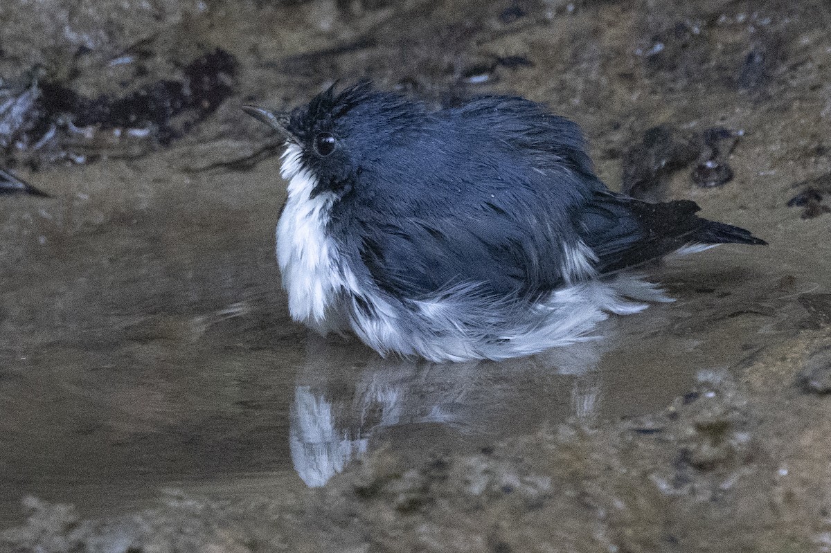 コルリ - ML645831821