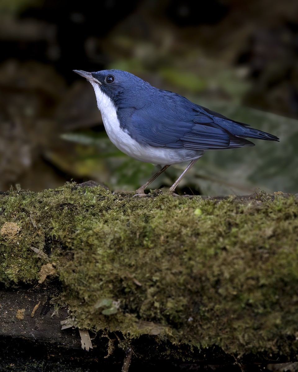 コルリ - ML645831822