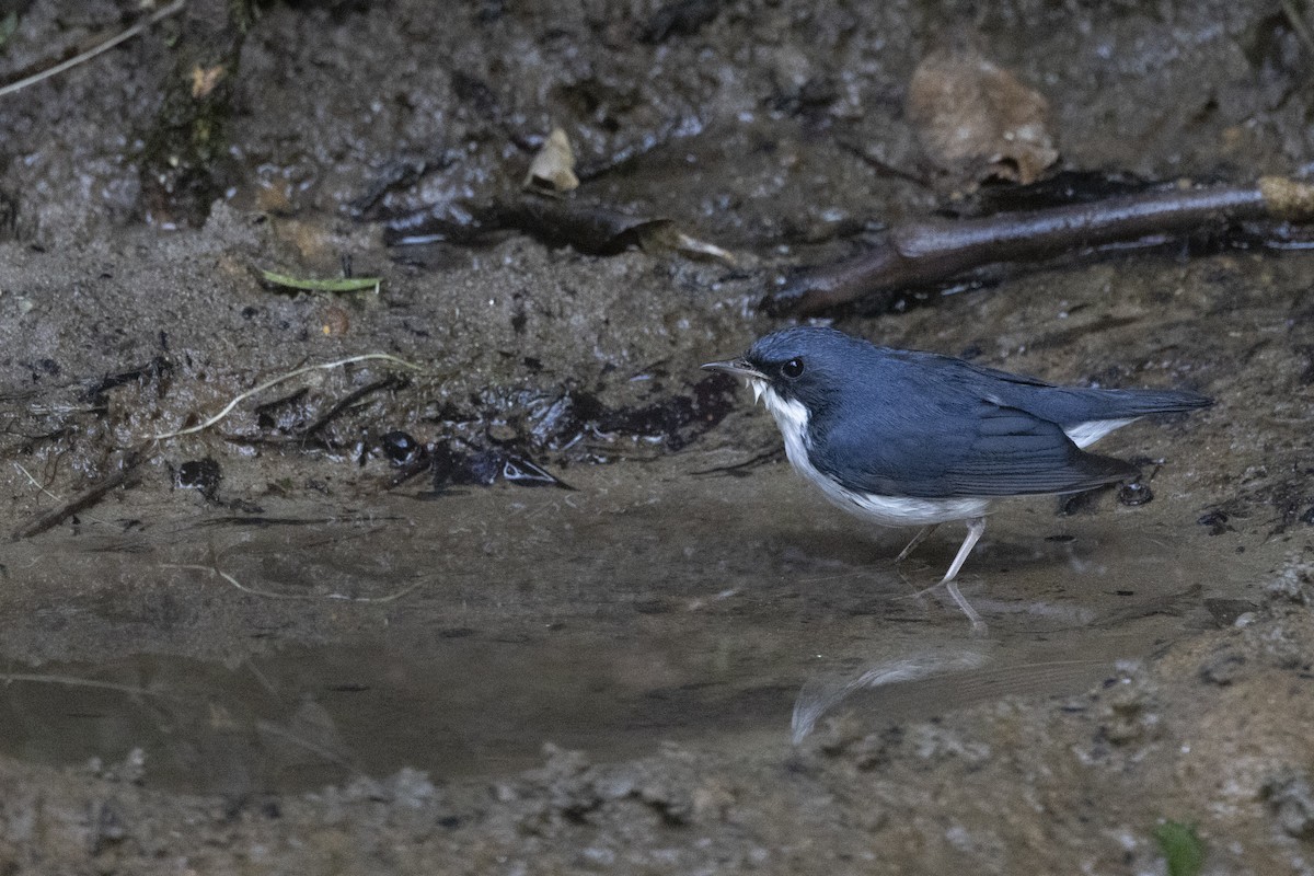 コルリ - ML645831823