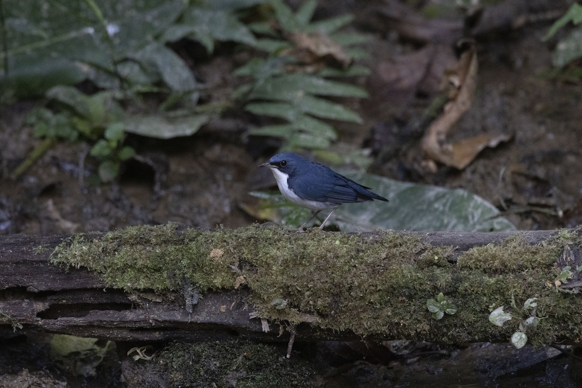 コルリ - ML645831824