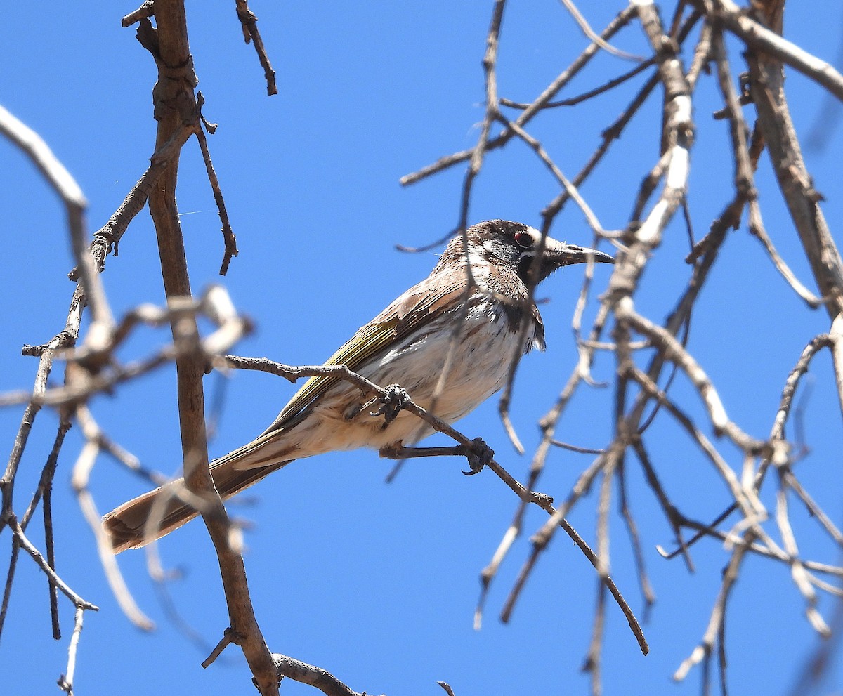 シロビタイキバネミツスイ - ML645831825