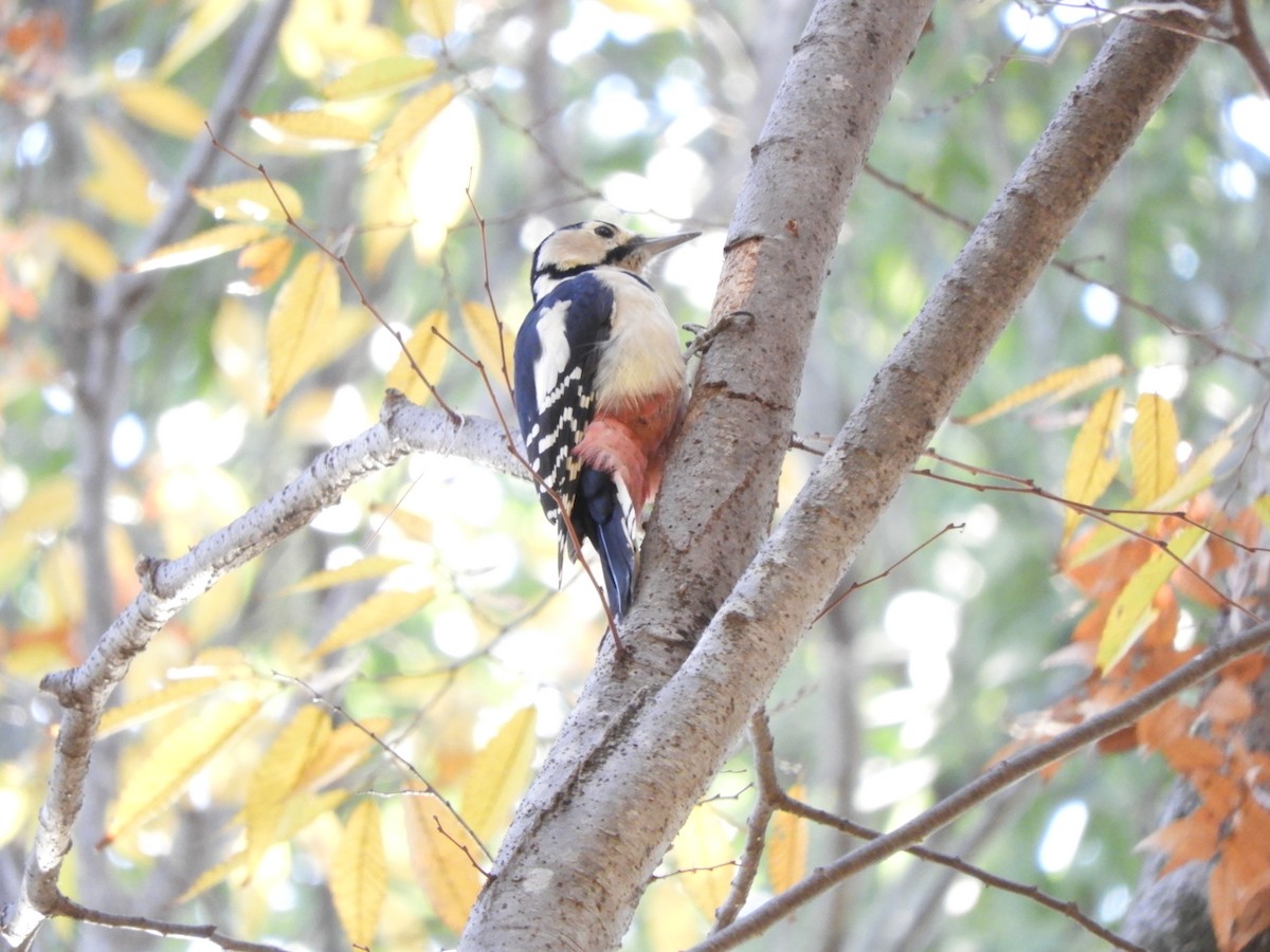 アカゲラ - ML645831826