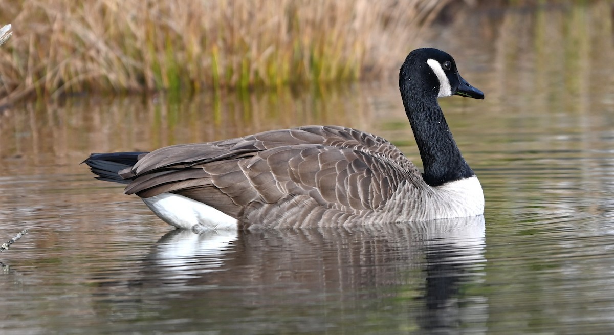 カナダガン - ML645831827