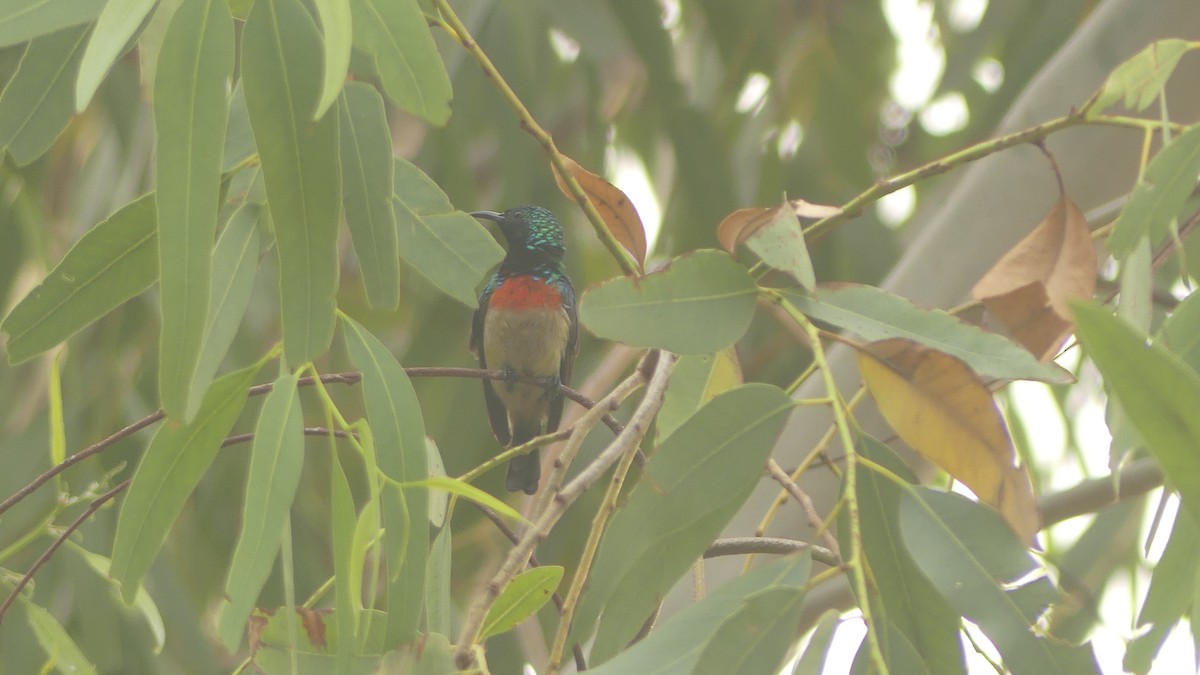 オリーブゴシキタイヨウチョウ - ML645831828