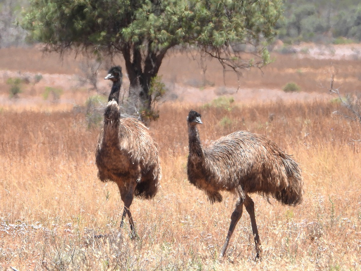 エミュー - ML645831829