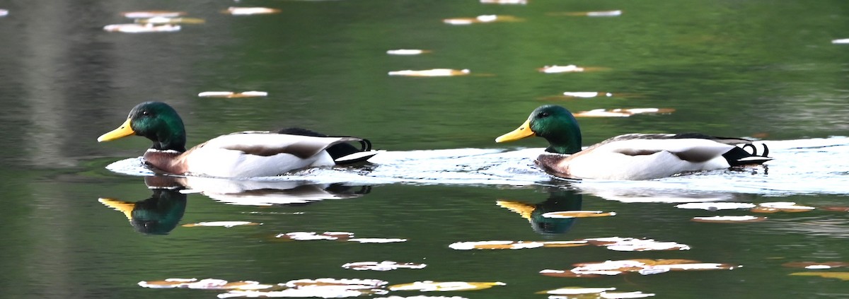 マガモ - ML645831830