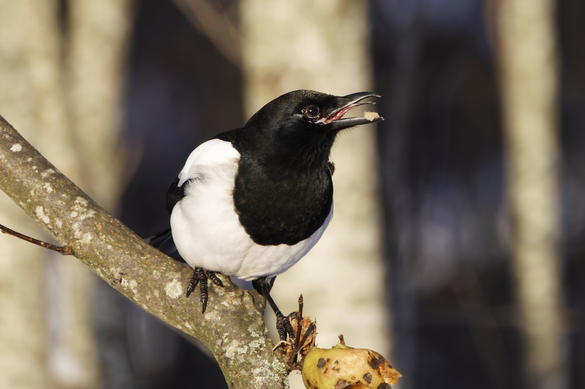 ユーラシアカササギ - ML645831831