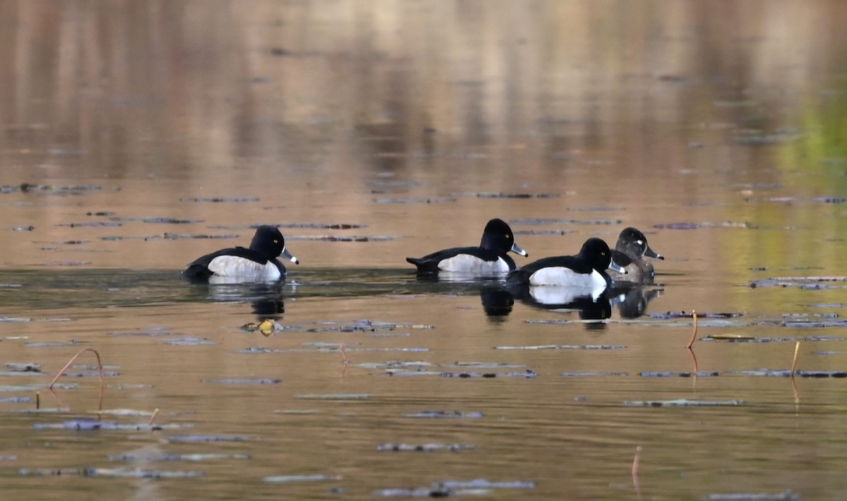 クビワキンクロ - ML645831832