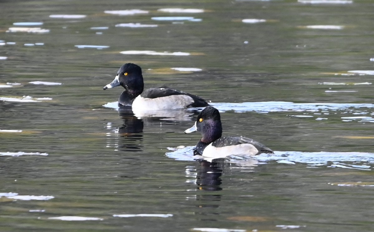 クビワキンクロ - ML645831835