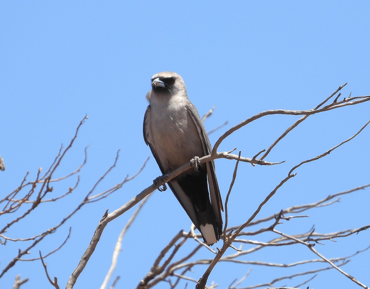 カオグロモリツバメ - ML645831836