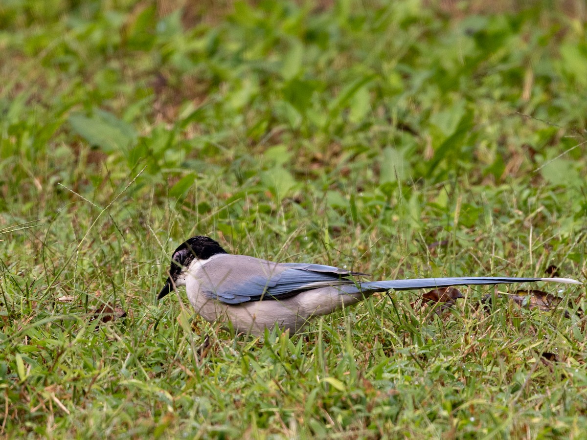 オナガ - ML645831837