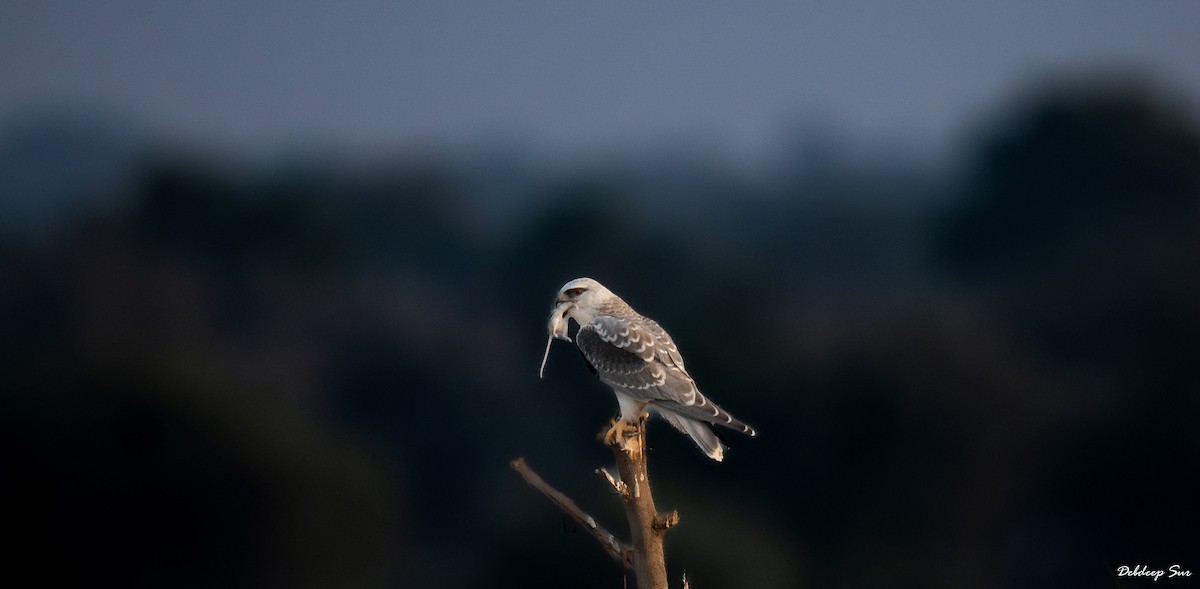 カタグロトビ - ML645831838