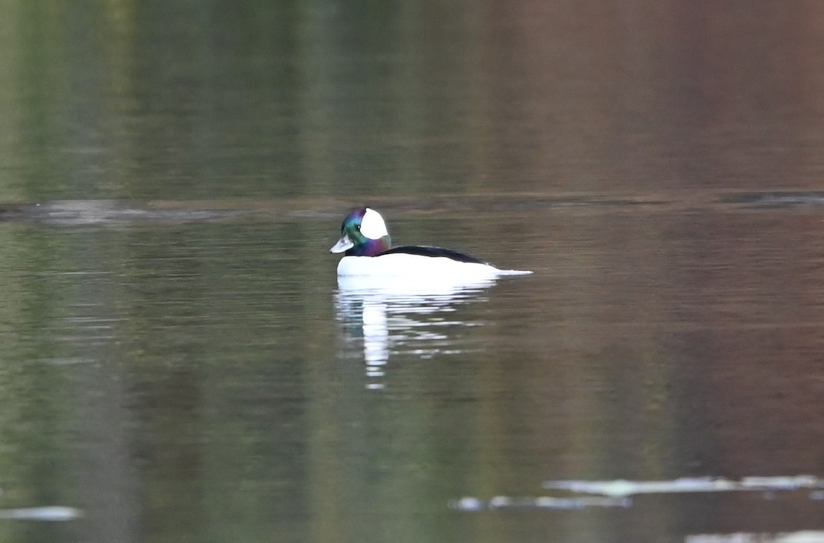 ヒメハジロ - ML645831839