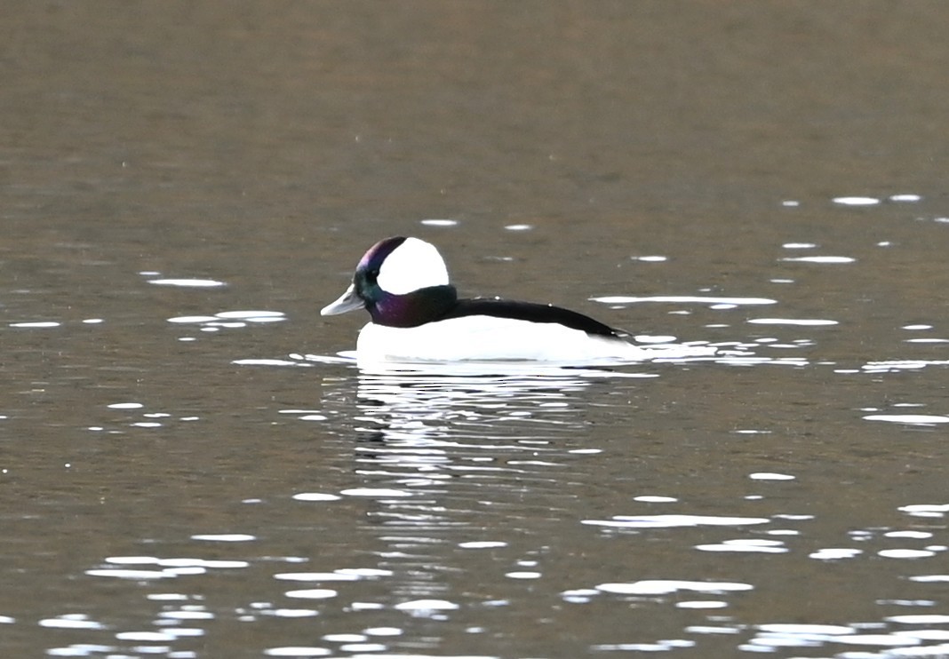 ヒメハジロ - ML645831841