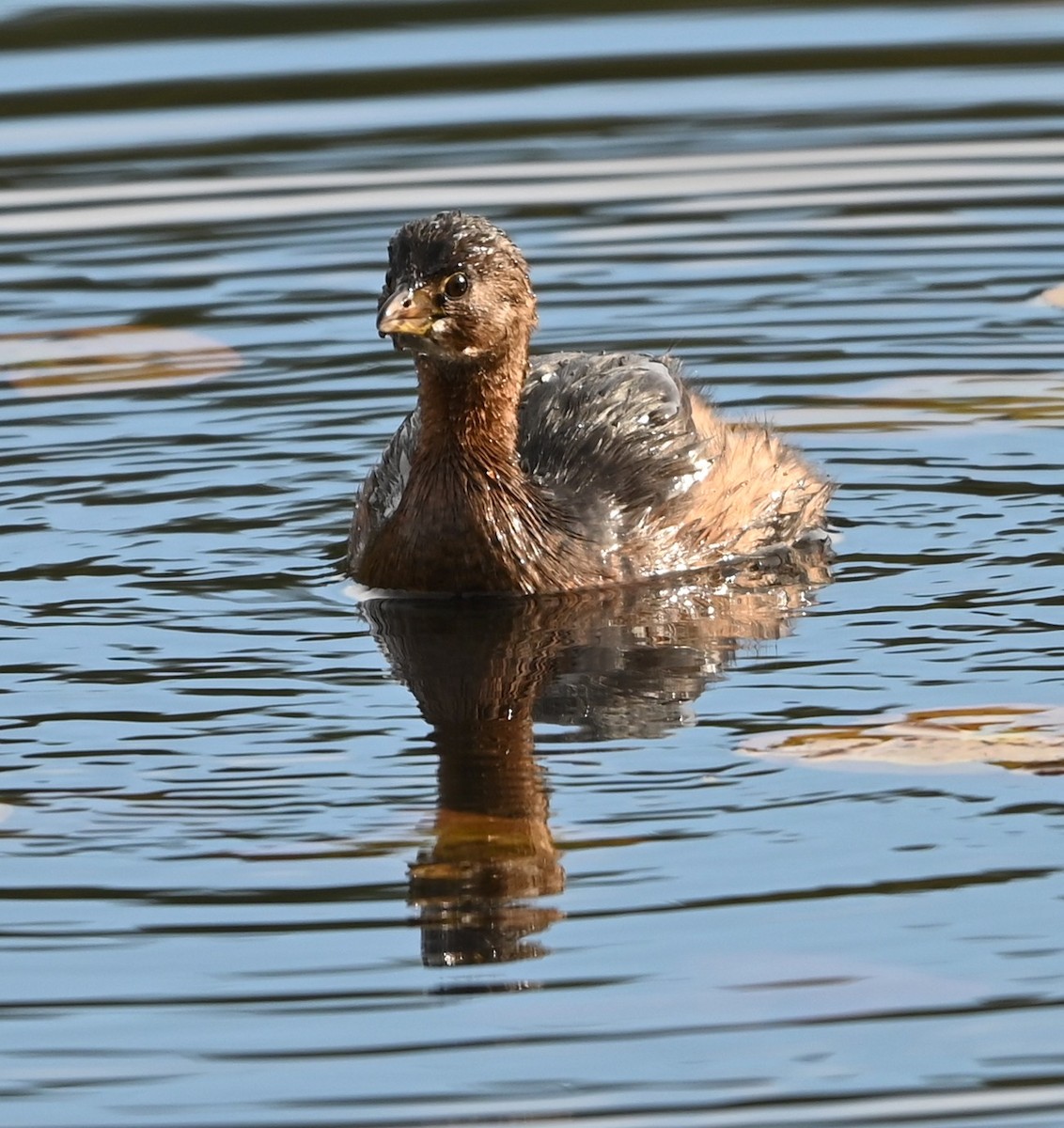 オビハシカイツブリ - ML645831842