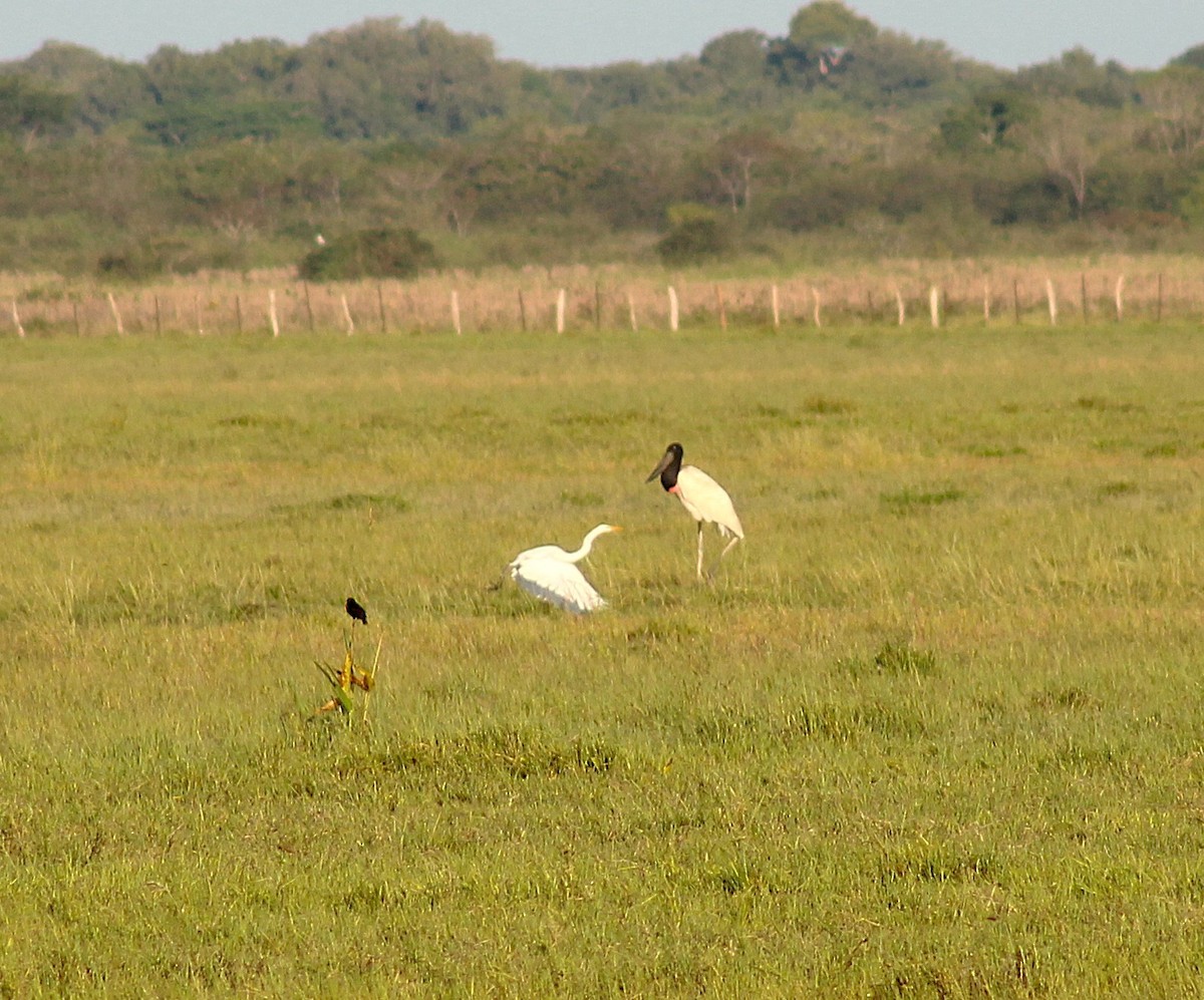 ズグロハゲコウ - ML645831843