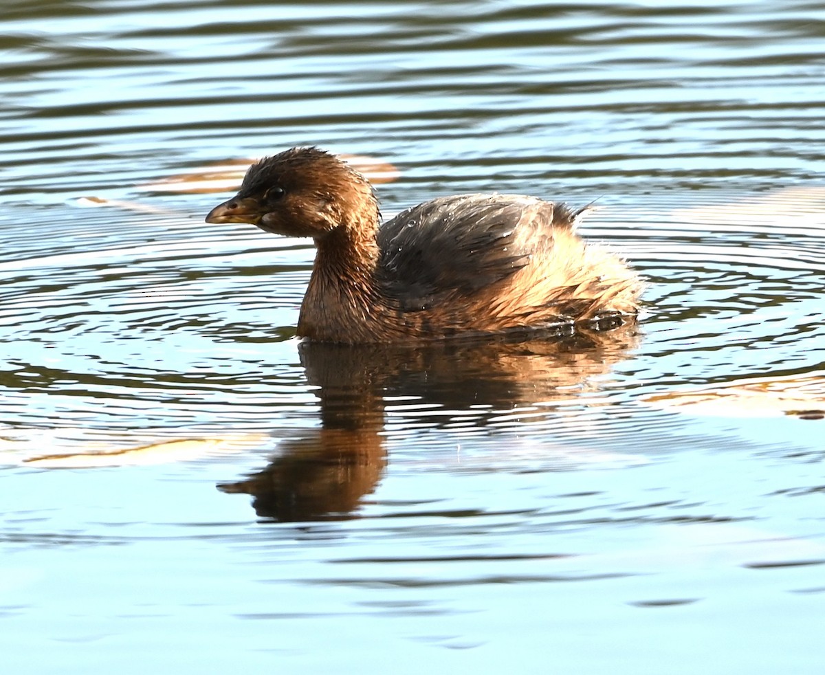 オビハシカイツブリ - ML645831844