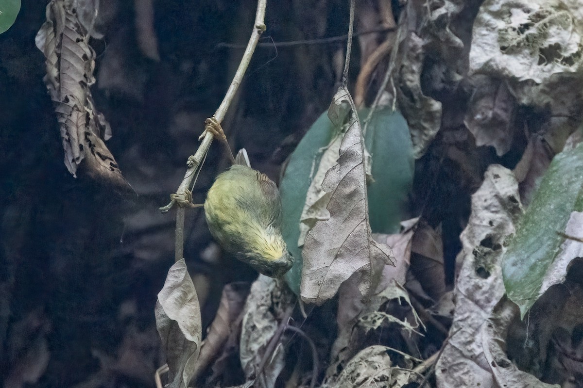 ムナフムシクイチメドリ - ML645831845