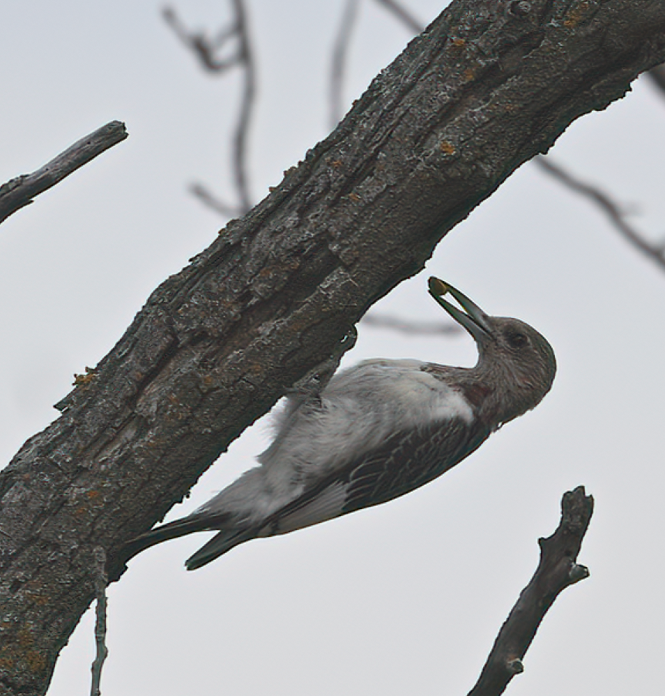 ズアカキツツキ - ML645831846