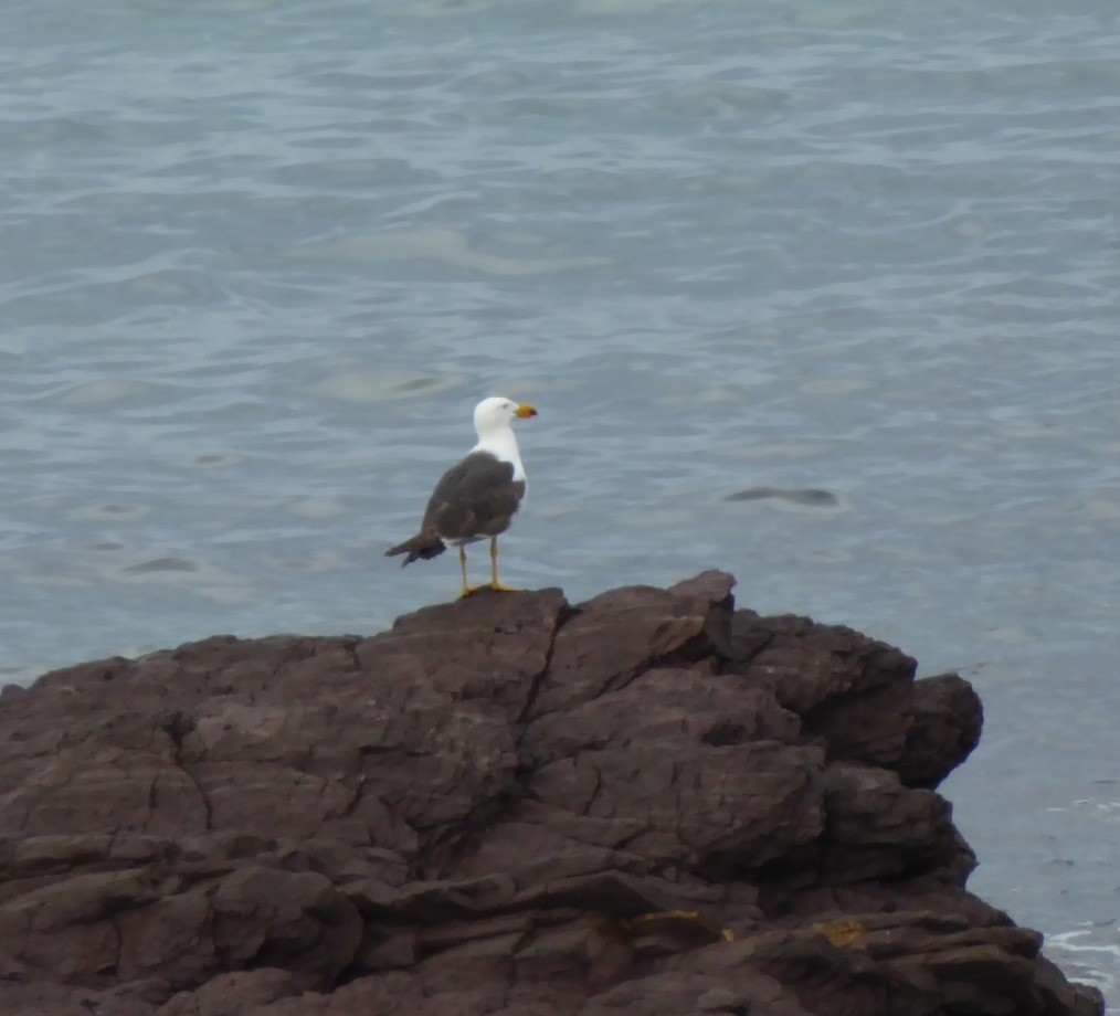 ハシブトカモメ - ML645831847