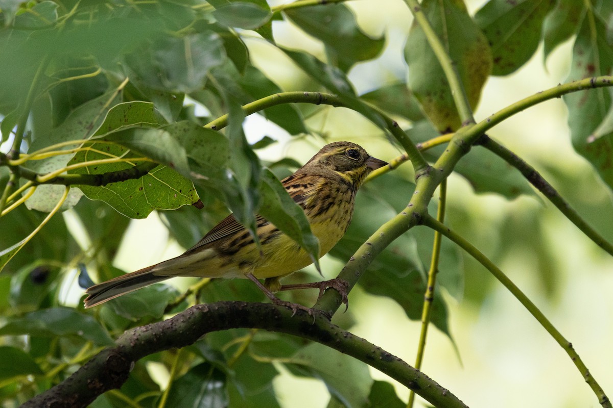 アオジ - ML645831848