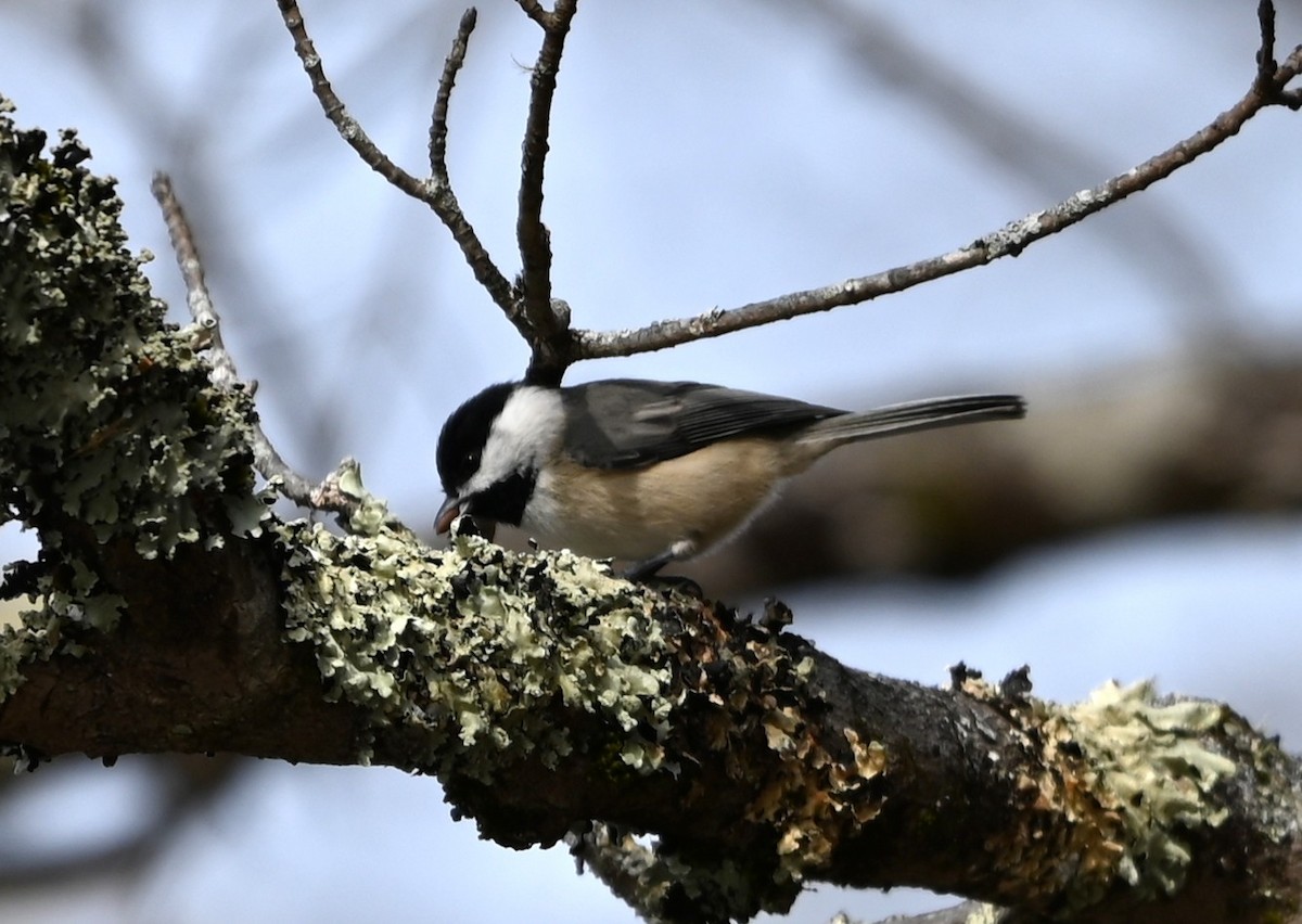 カロライナコガラ - ML645831849