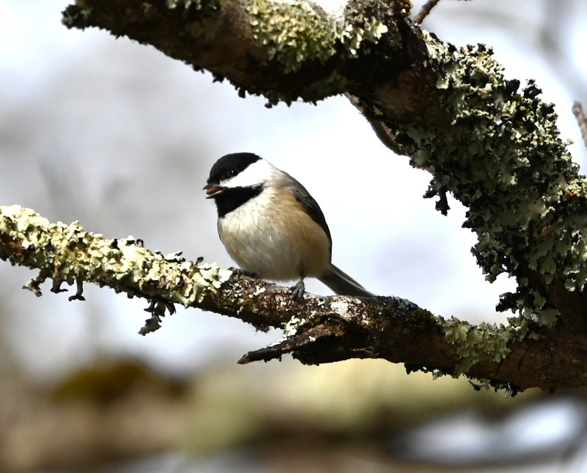 カロライナコガラ - ML645831850