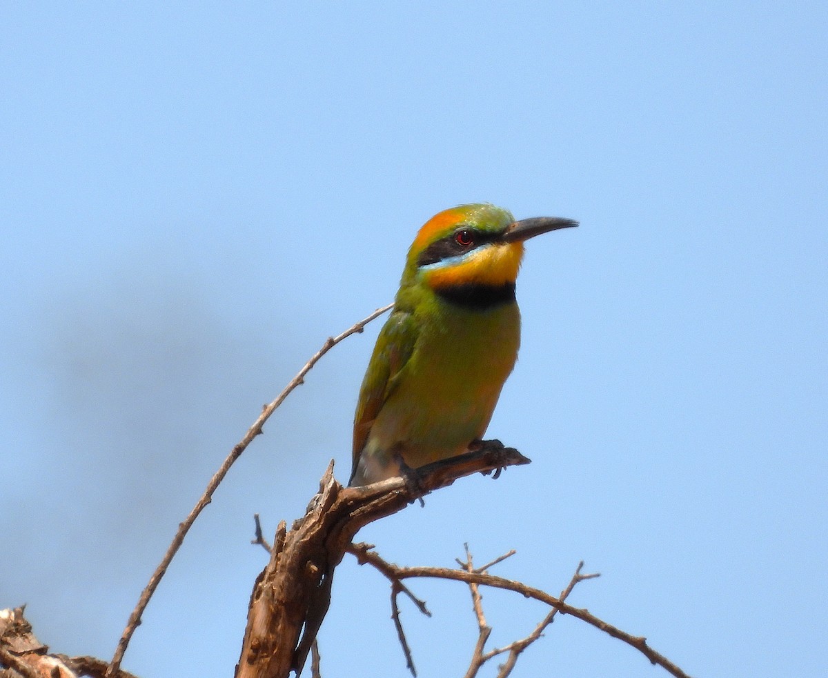 ハチクイ - ML645831851