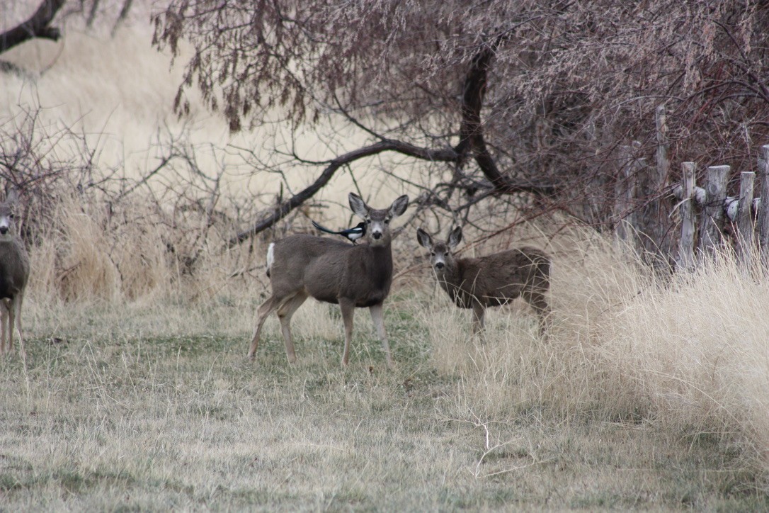 straka americká - ML645831857