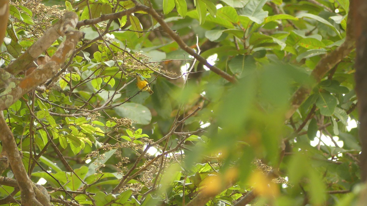 Souimanga à collier - ML645831858