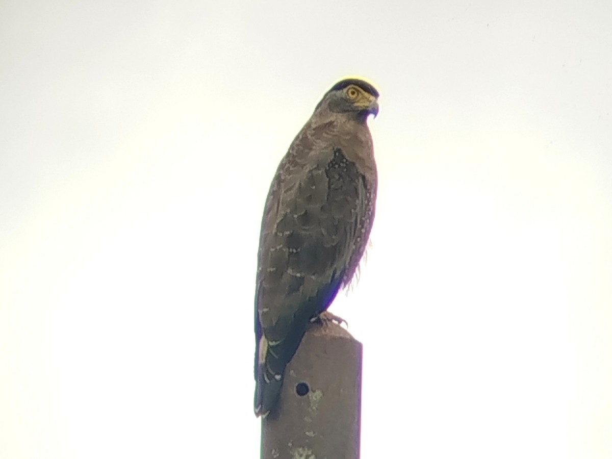 Crested Serpent-Eagle - ML645831859