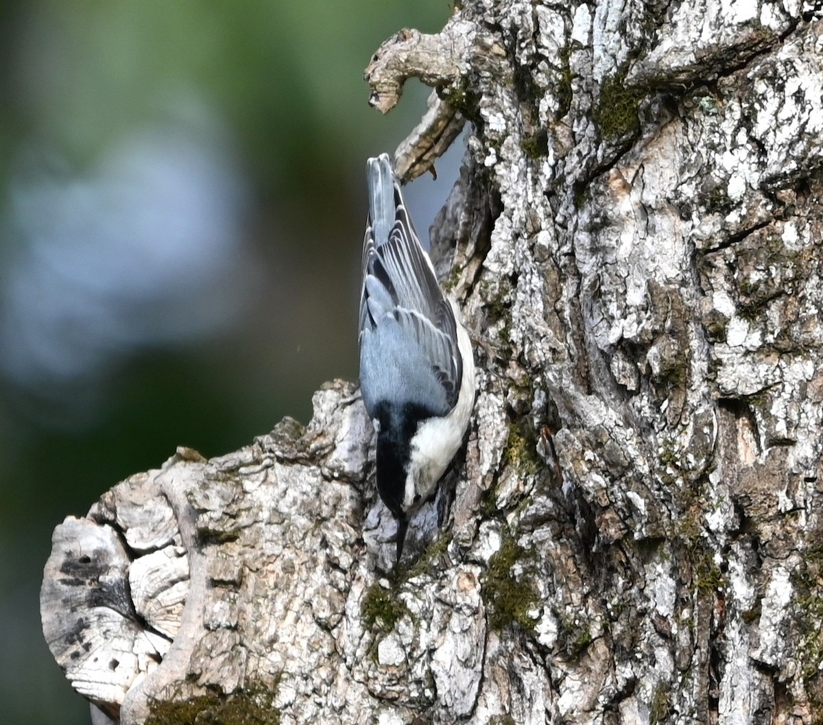 Sittelle à poitrine blanche - ML645831861