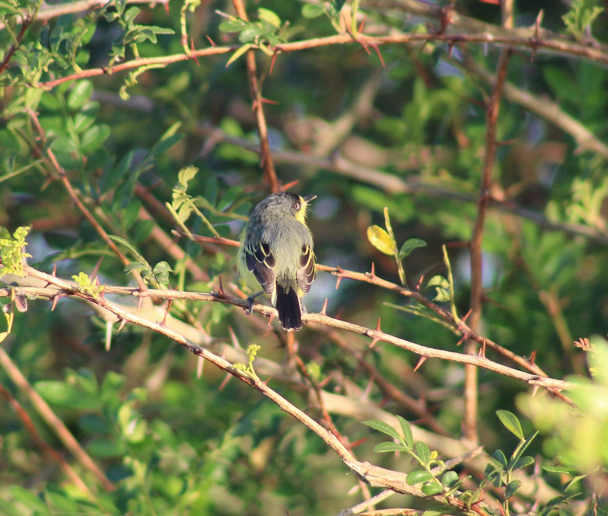Common Tody-Flycatcher - ML645831862