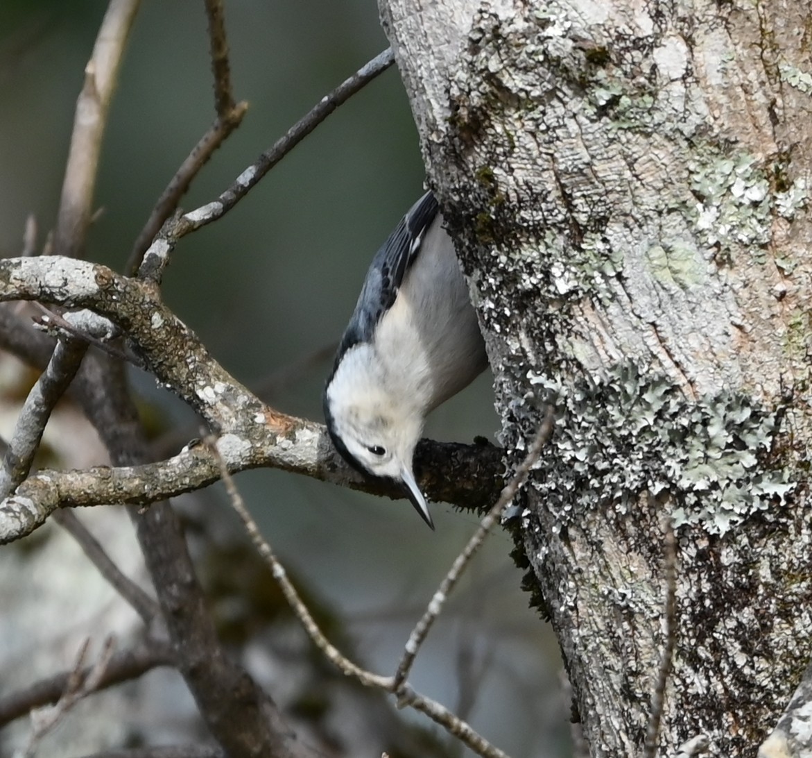 Sittelle à poitrine blanche - ML645831863