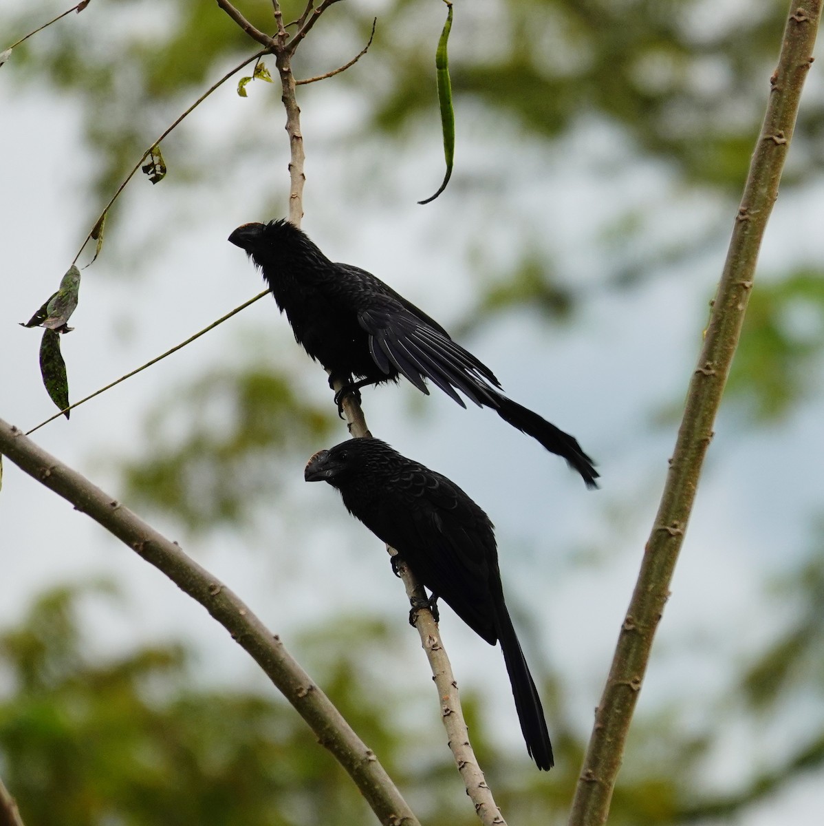 Smooth-billed Ani - ML645831869