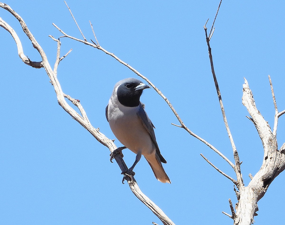 Masked Woodswallow - ML645831870