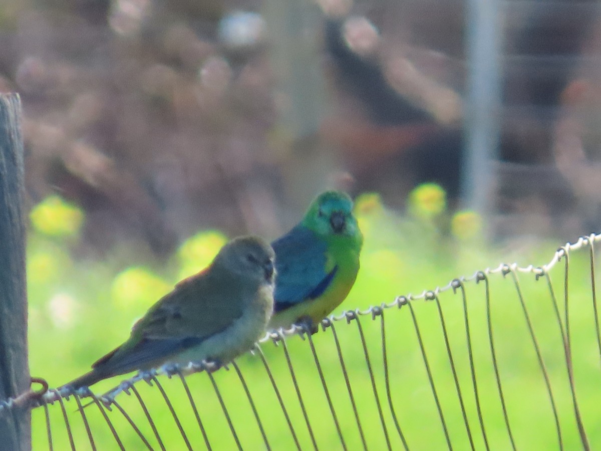 Red-rumped Parrot - ML645831871