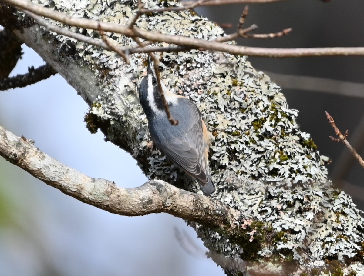 Red-breasted Nuthatch - ML645831872