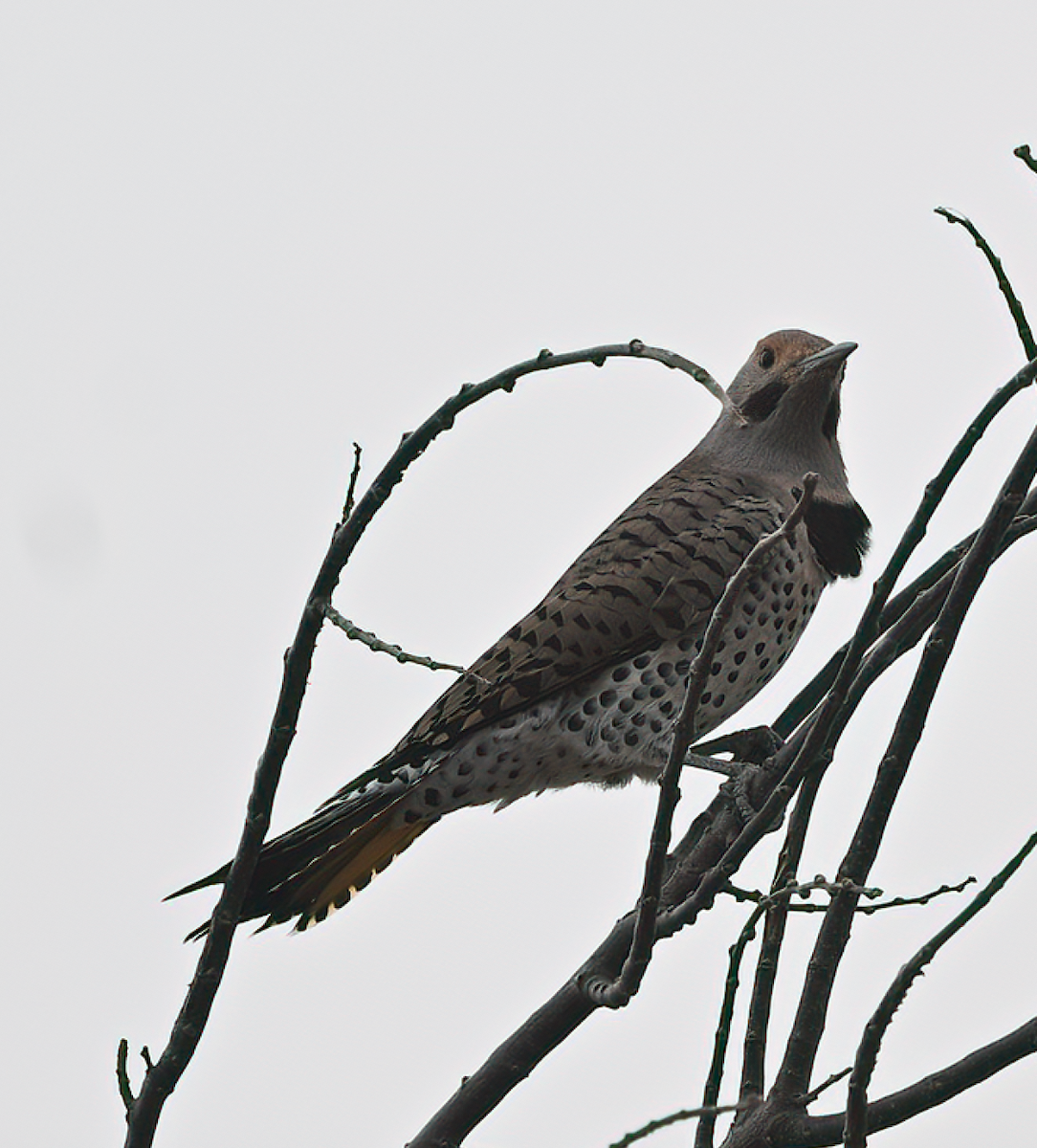 Northern Flicker - ML645831873