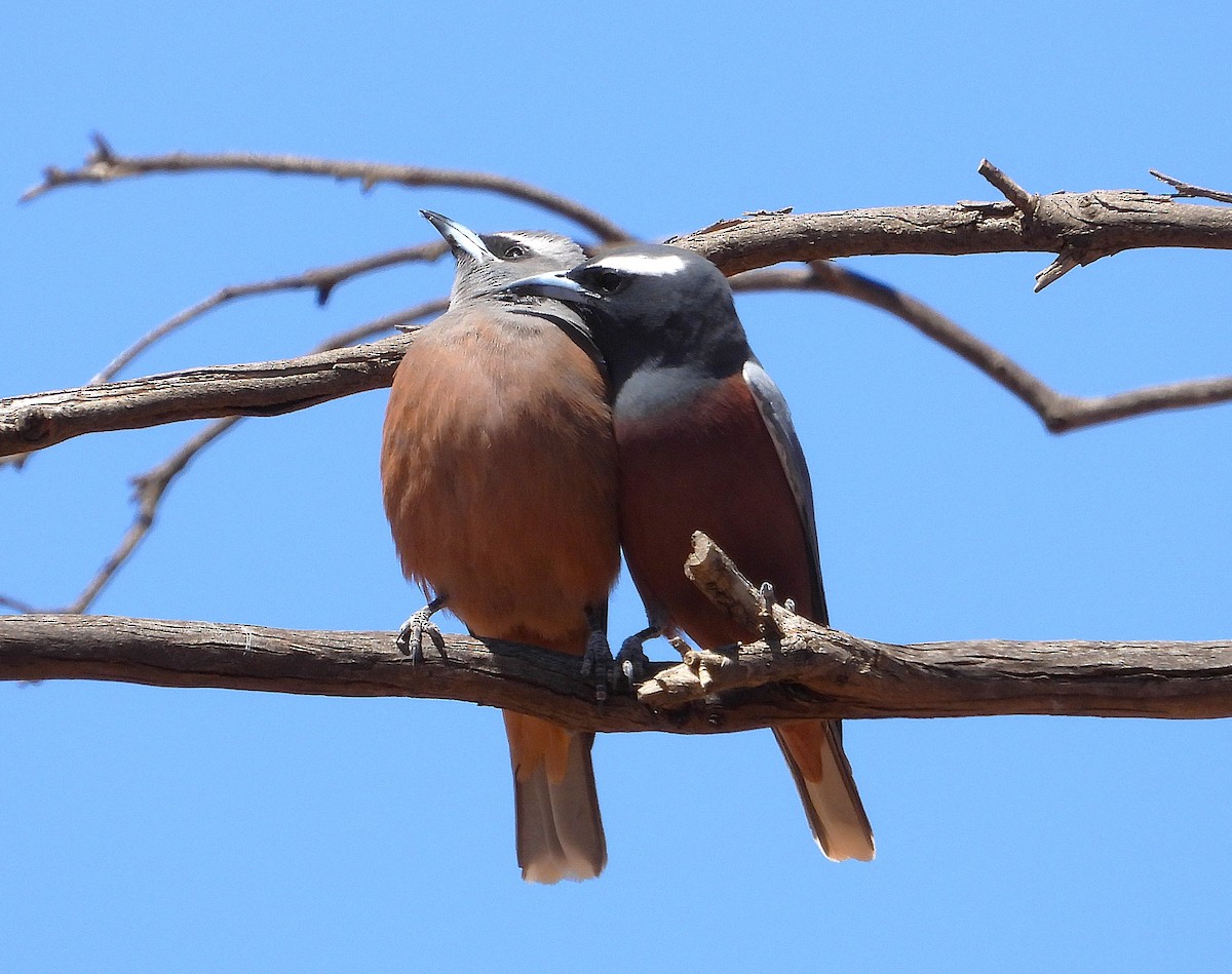 White-browed Woodswallow - ML645831874