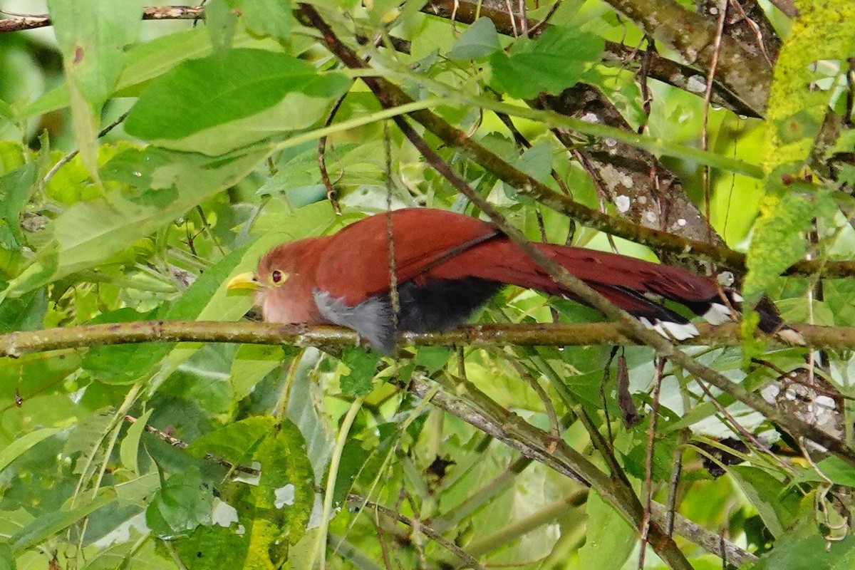 Common Squirrel-Cuckoo - ML645831875