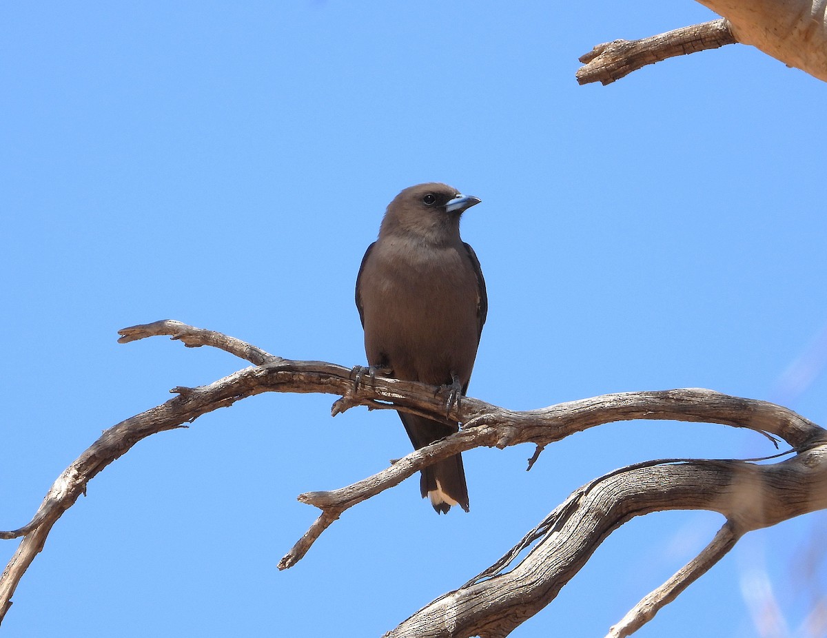 Dusky Woodswallow - ML645831877