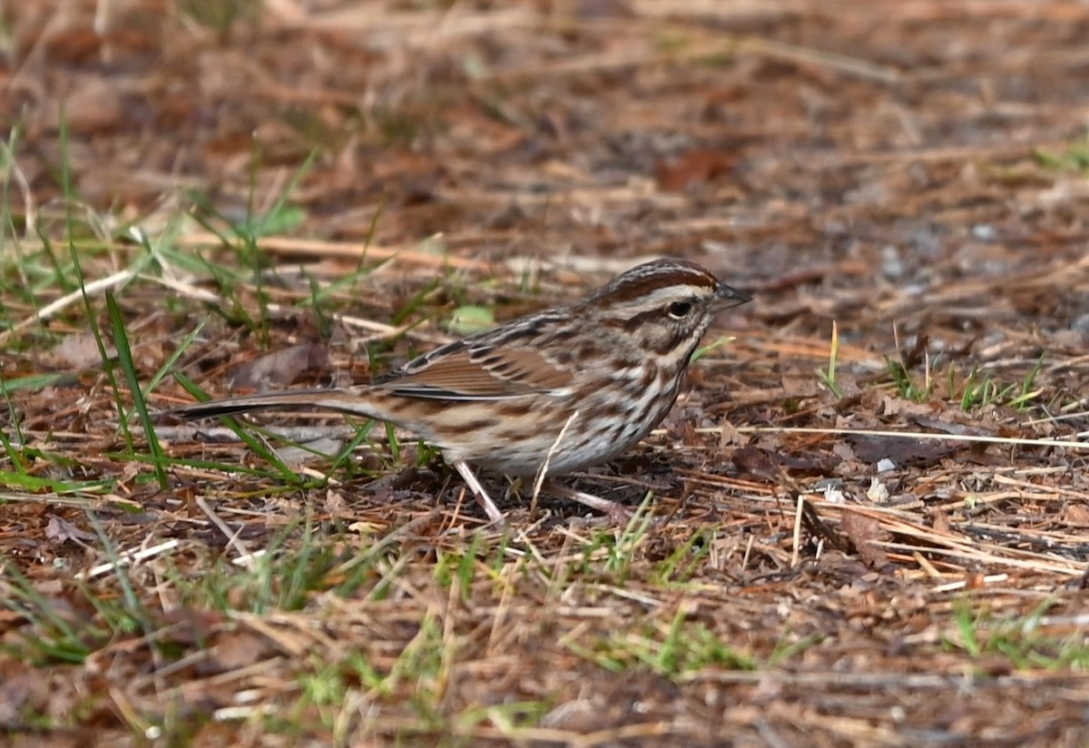 Song Sparrow - ML645831878